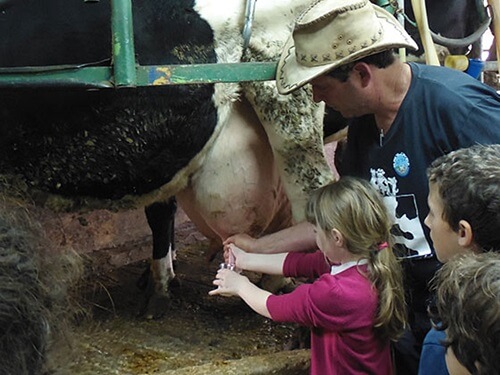 שביל פרות החלב